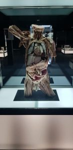 ALT MUSEO HUMAN BODY 3